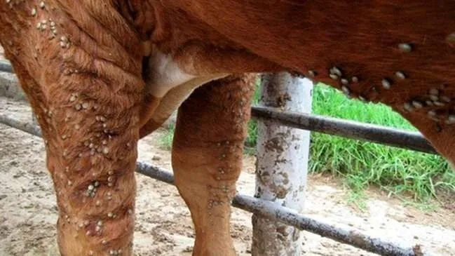 Por qué es tan difícil erradicar la infestación de garrapatas en animales