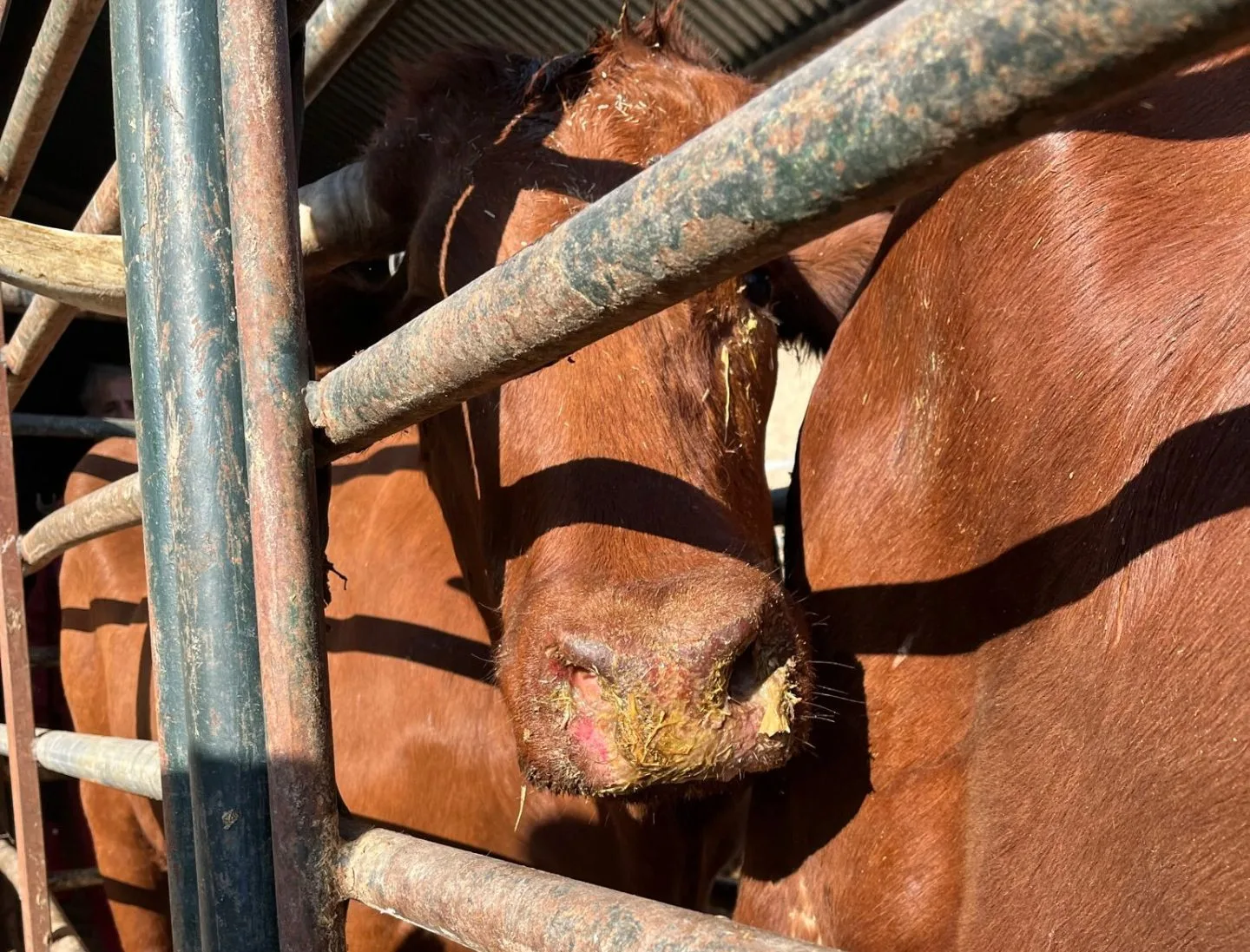 España: El Gobierno y VOX coinciden en pedir sacar del “debate político” a la sanidad animal