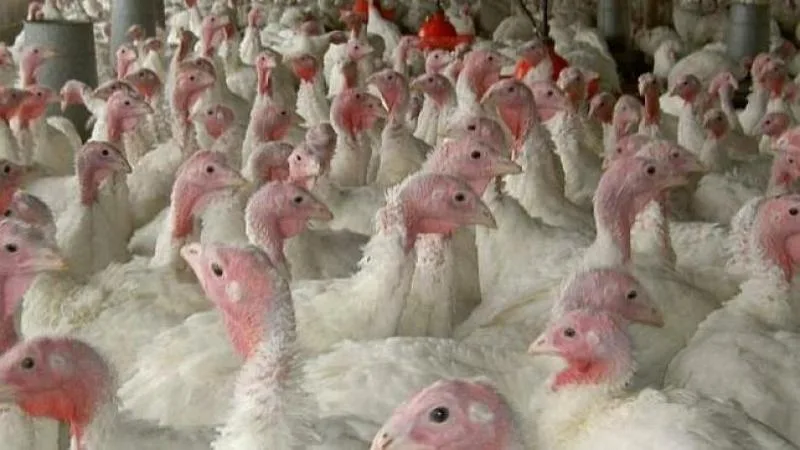 Perú: Oferta de pavo alcanzará las 1.621.000 unidades en las fiestas de Navidad y Año Nuevo, lo que significaría una reducción de -7.4%