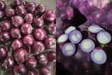 Internacional: "La demanda de cebolla del mercado europeo experimenta un crecimiento significativo"