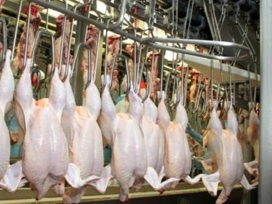 Ecuador cierra el 2023 con 1,5 millones de libras de carne de pollo exportadas a Bahamas