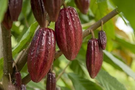 Futuros del cacao se mantienen cerca de los 5.000 dólares por expectativas de menor producción