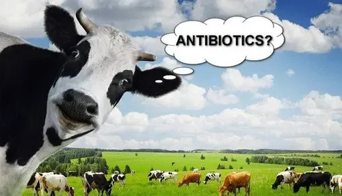 Resistencia a los antibióticos y producción animal, una cuestión de vida o muerte