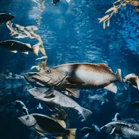“Granero marino”: el nuevo plan de China para la piscicultura en alto mar en medio de amenazas climáticas