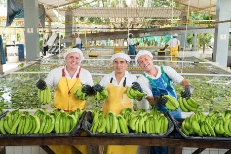 Internacional: El sector bananero colombiano busca aumentar las exportaciones a Europa