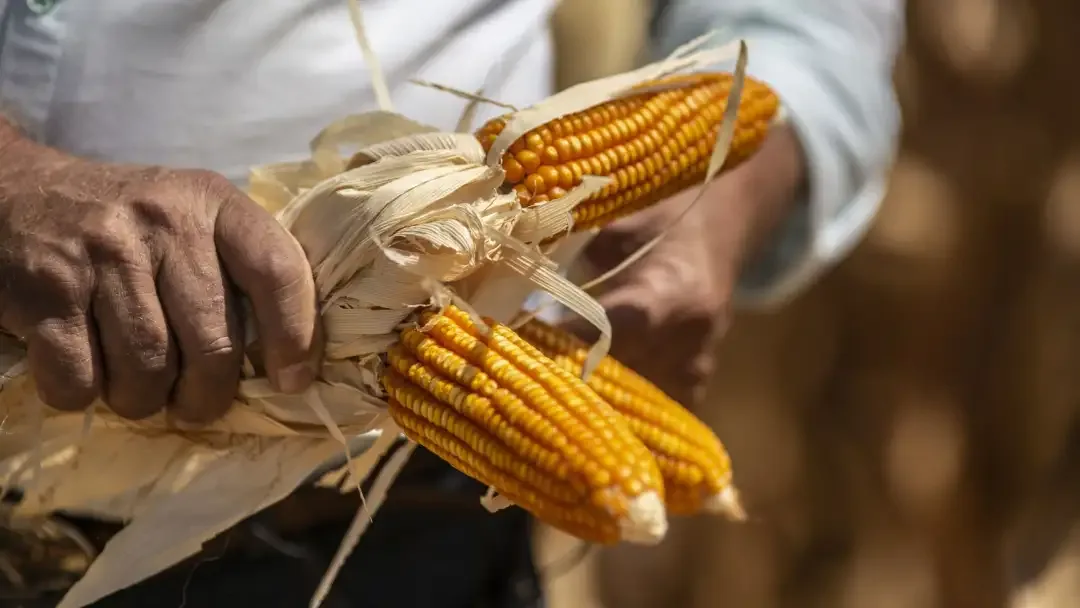 Internacional: China acelerará innovación y uso de tecnología agraria para una mayor productividad