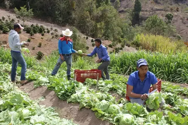 INTERNACIONAL: El Niño en Colombia pasa factura a cultivos agrícolas y podría repuntar la inflación