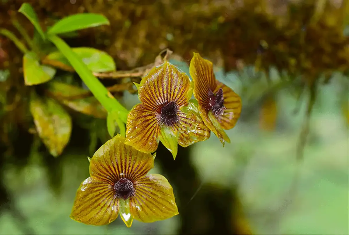 Nueva especie de orquídea lleva el nombre de Píllaro y Patate