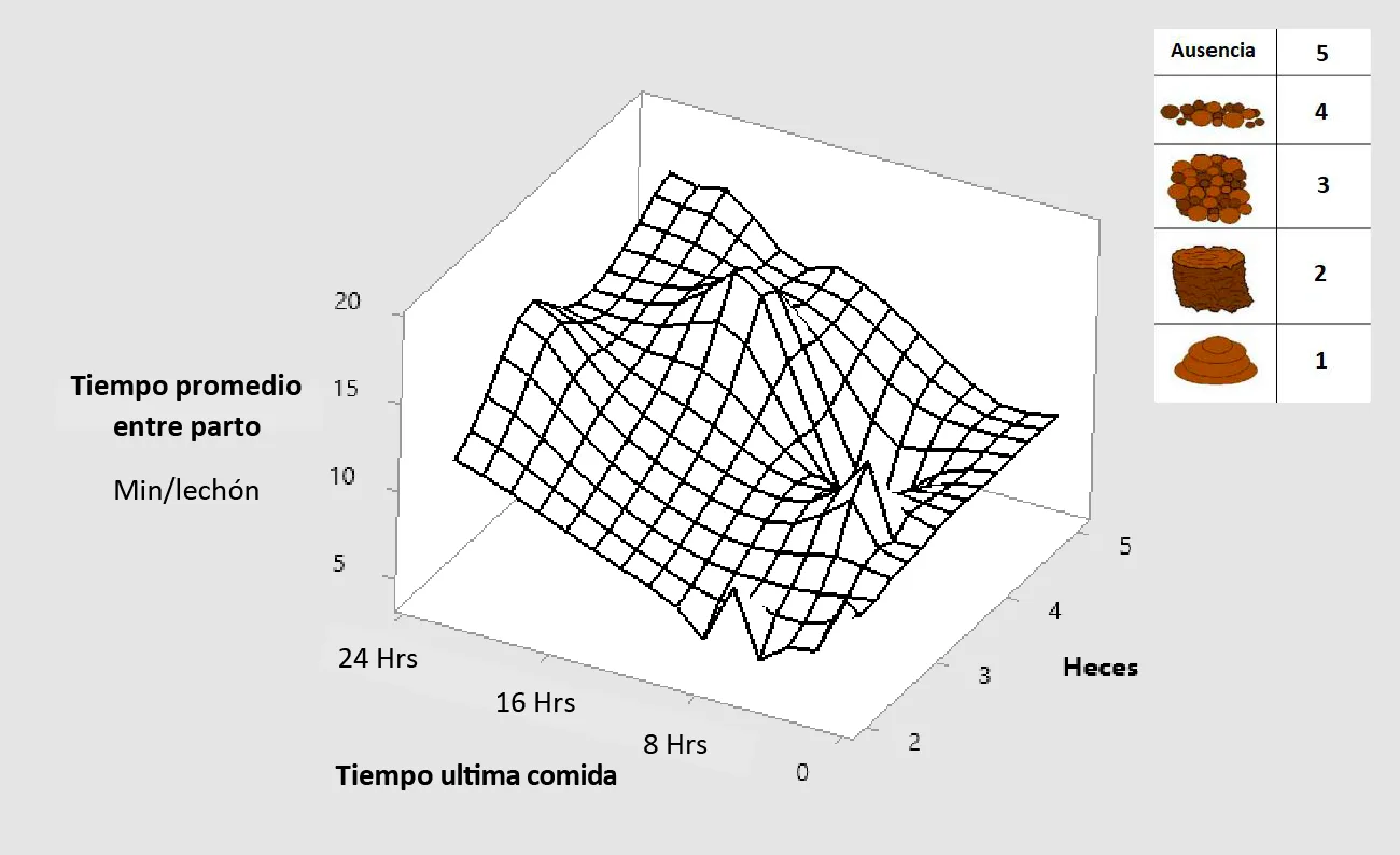 Alimentación preparto: Su impacto en el parto y la supervivencia de los lechones las primeras 72 horas de vida