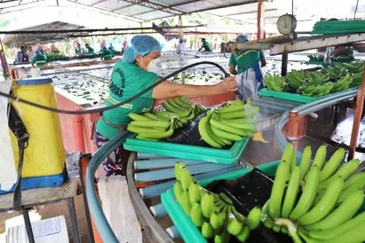 Ecuador busca horizontes en el mercado chino, Clúster Bananero hace un llamado para aprobar el tratado de libre comercio