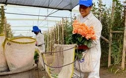 Sector florícola inicia su preparación para San Valentín