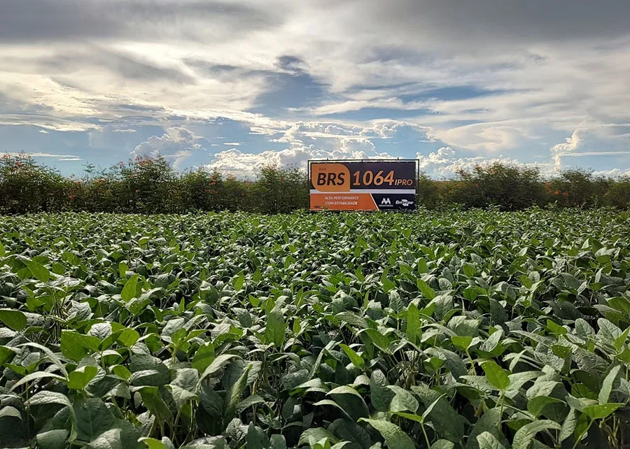 INTERNACIONAL: Embrapa, Brasil, lanza dos nuevos materiales de soya en technology show