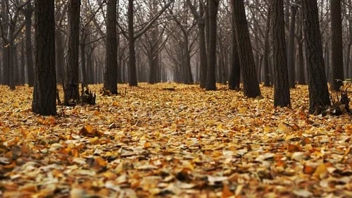 Los vertebrados aumentan un 7,6% la descomposición de la hojarasca, clave en el ciclo del carbono