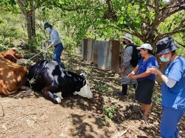 Internacional: Descartan presencia de virus de la Lengua Azul en ganado bovino, ovino y caprino de Perú