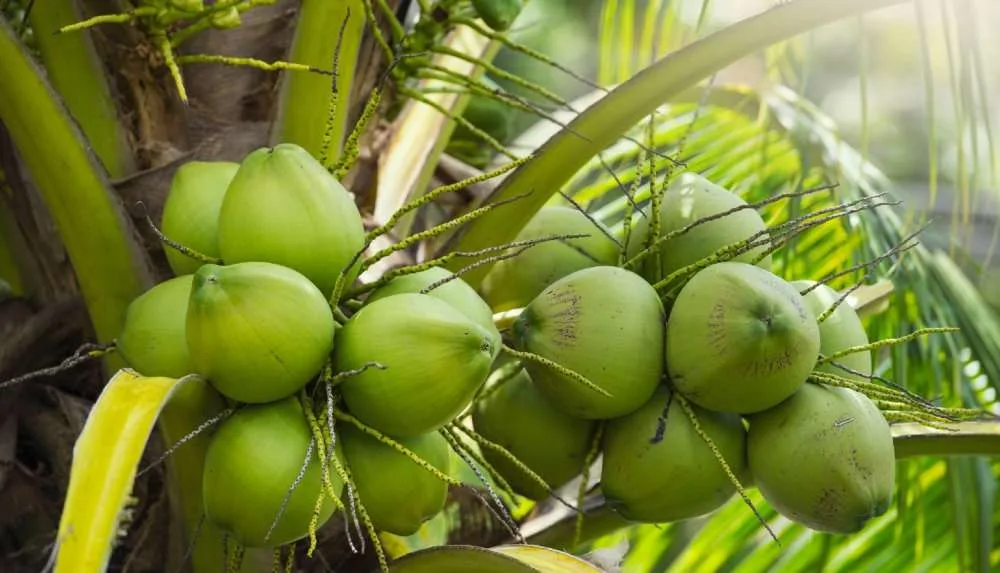 INTERNACIONAL: Colombia destinará 65.000 M$ para fortalecer la producción de coco en el Pacífico