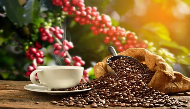 INTERNACIONAL: Exportación peruana de café inicia el 2024 con pie derecho