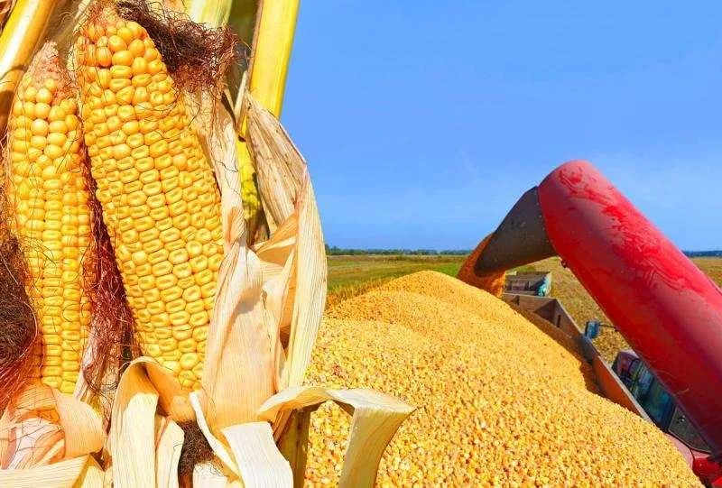 Argentina exporta maíz a China por primera vez
