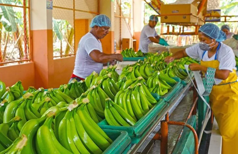 Rusia levanta el veto y reabre las puertas al banano ecuatoriano: Cinco empresas recuperan acceso a este mercado