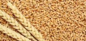 Los cereales suben de precio un 6 % y sus fertilizantes un 50 % desde el inicio de la guerra