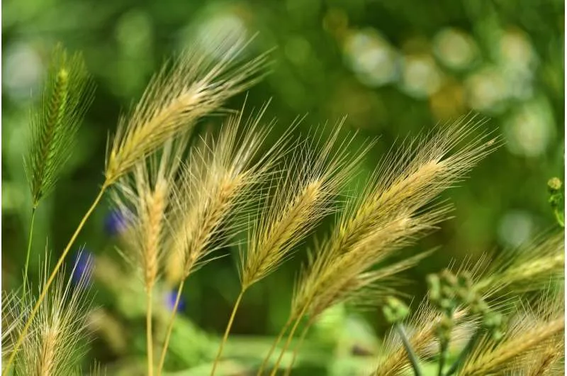 La base de datos de malezas más grande del mundo permite a los científicos observar el pasado y el futuro de la agricultura global