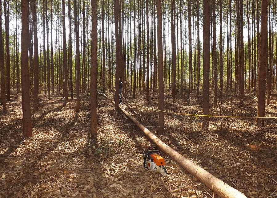 INTERNACIONAL: Plantaciones de Eucalipto emergen como poderosos aliados en la lucha contra el cambio climático