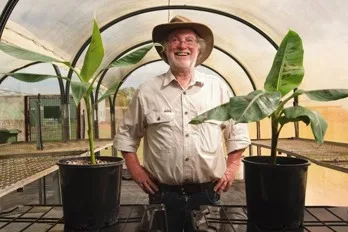 INTERNACIONAL: El Gobierno australiano aprueba la distribución de la banana Cavendish QCAV-4