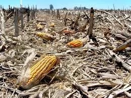 'El Niño' puede elevar la inseguridad alimentaria en América Latina y el Caribe