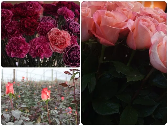 INTERNACIONAL: Con 700 millones de tallos, Colombia aporta variedad, color y belleza a la celebración de San Valentín