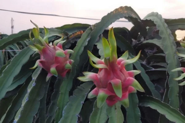 INTERNACIONAL: Aumentan los envíos de pitahaya roja de Vietnam a Canadá