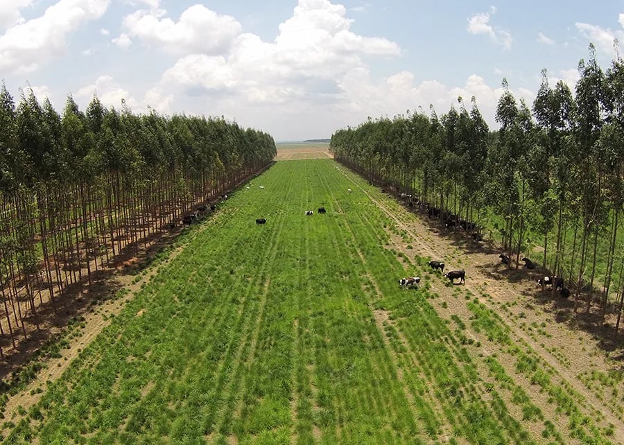 INTERNACIONAL: Embrapa crea plataforma con métricas de carbono adaptadas a condiciones tropicales
