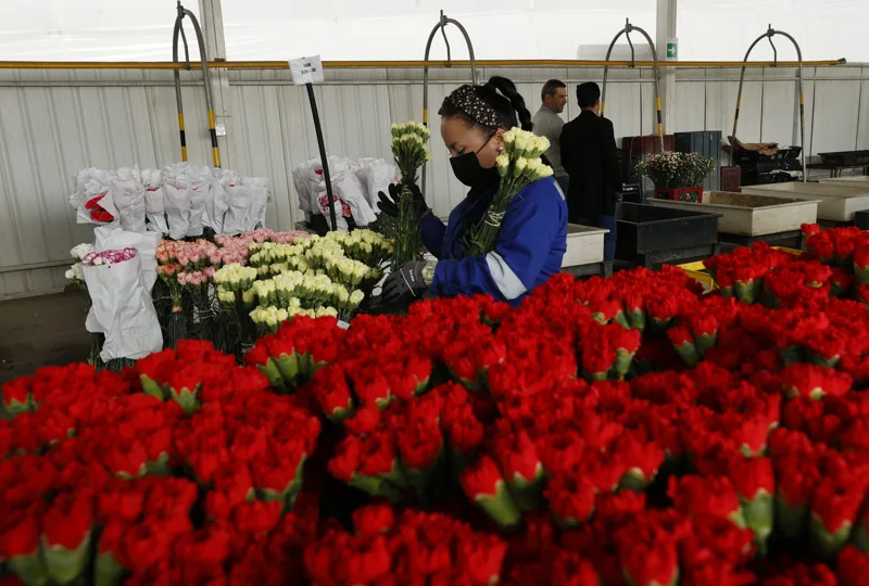 Exportadores de claveles ecuatorianos, sorprendidos por el veto de Rusia