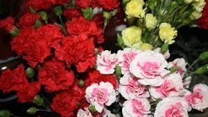 ECUADOR: Innovaciones en floricultura impulsan exportaciones de San Valentín 2025