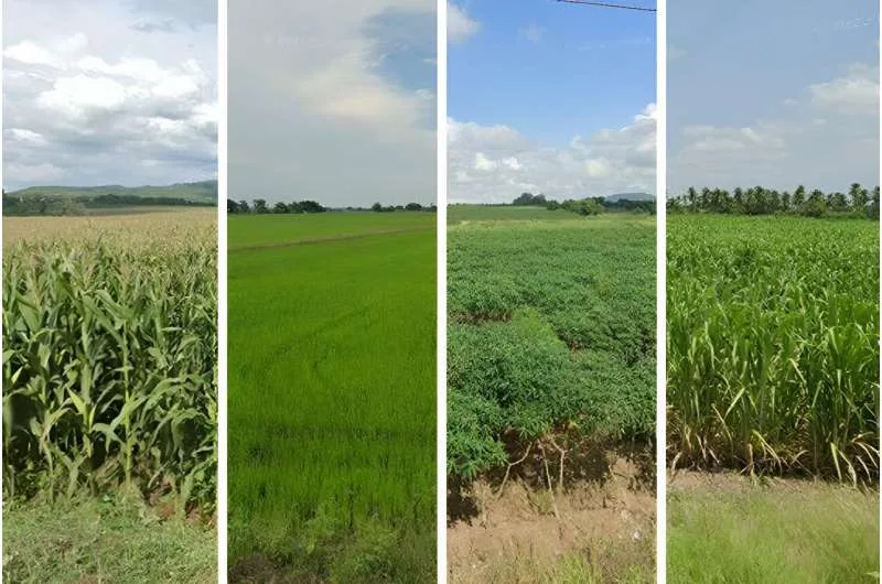 INTERNACIONAL: Los investigadores mapean de forma remota los cultivos, campo por campo