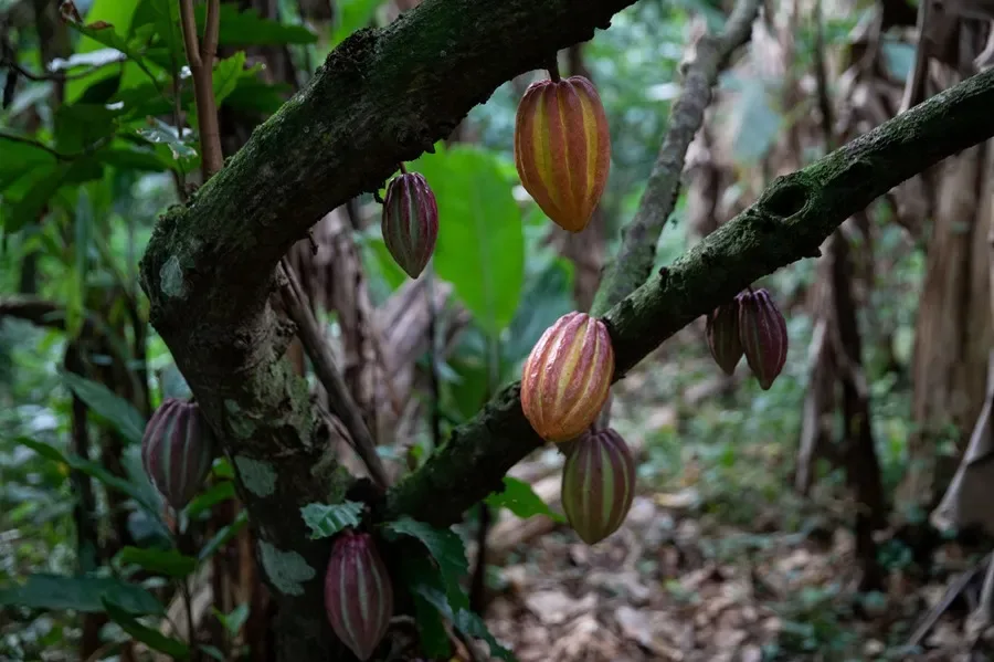 ECUADOR: En Tena se realiza la Cumbre del Cacao Amazónico