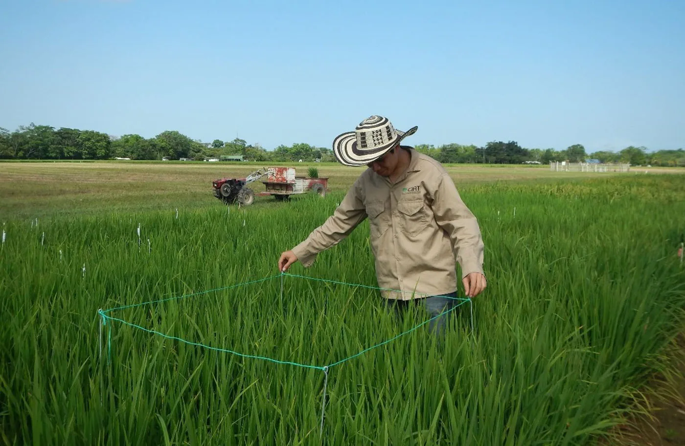 INTERNACIONAL, COLOMBIA: Ante evidencias de cambio climático, modelos agrícolas para cultivar arroz se deben ajustar