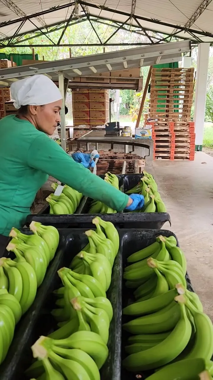 COLOMBIA: Bananeros rechazan propuesta de reducir cultivos y advierten de impacto sobre 18.000 familias del Magdalena