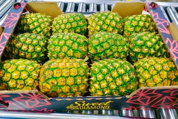 INTERNACIONAL: "La exportación de piñas sin corona no es una novedad, pero muchos mercados no la recompensan adecuadamente"