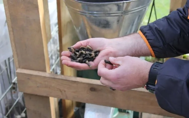 INTERNACIONAL: Los agricultores suizos han desarrollado su propia tecnología para la producción de fertilizantes orgánicos a partir de lana de oveja