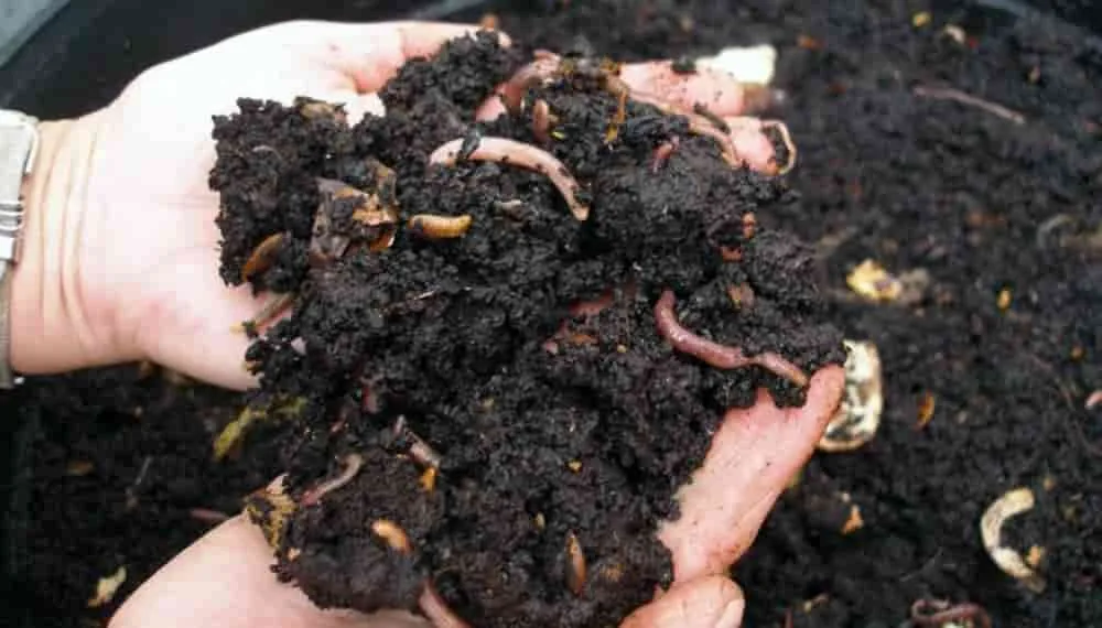 INFORME TÉCNICO: El humus de lombriz: El oro negro de la tierra.
