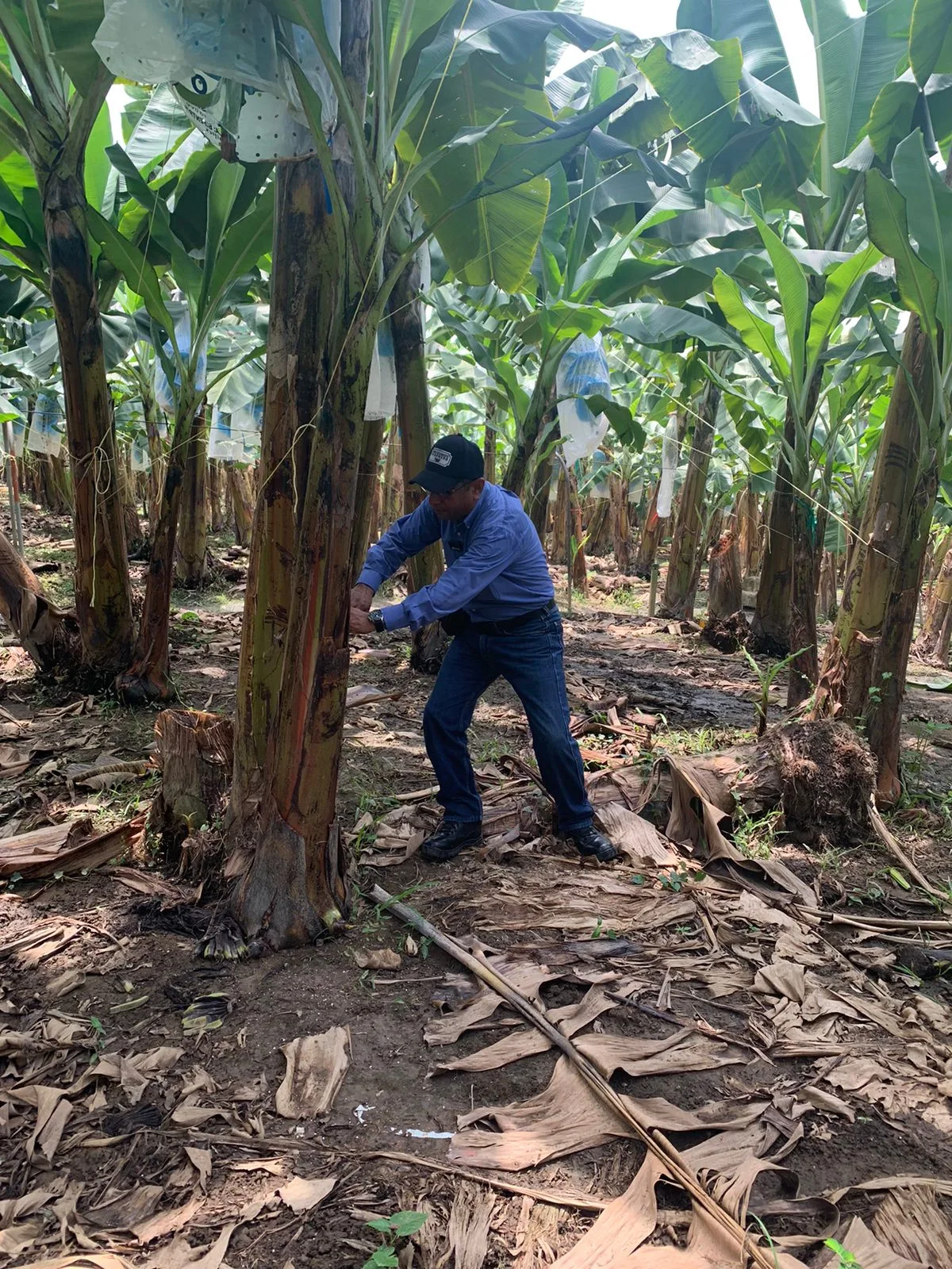 Bananeros también deben afrontar los desafíos para enfrentar cambios ambientales