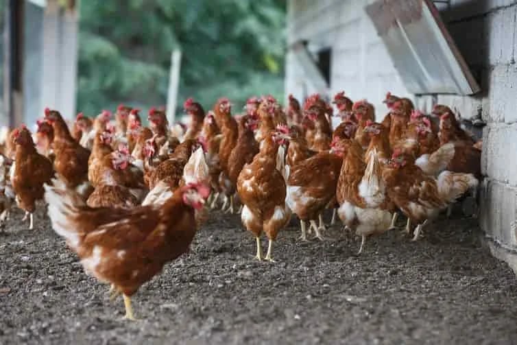 ESPAÑA: Se cumple un mes con aves confinadas por la gripe aviar, que afecta a precio del huevo