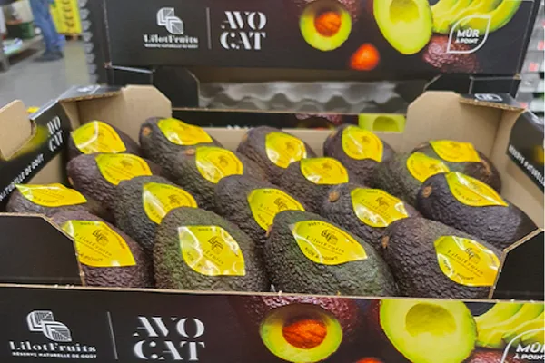 INTERNACIONAL: ¿La reducción de la producción peruana de aguacate beneficiará a Sudáfrica?