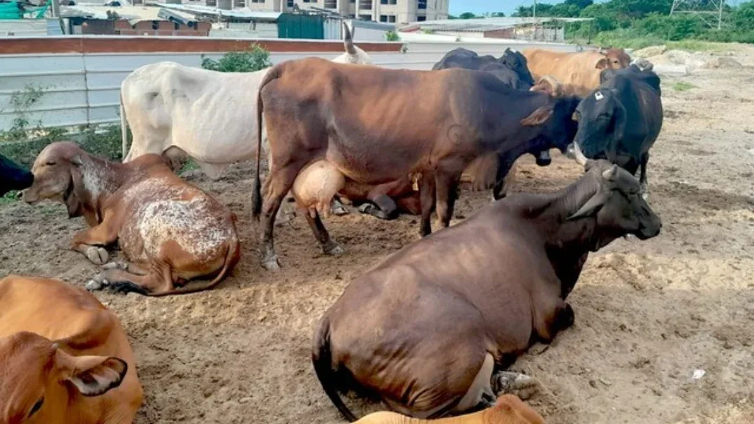 INFORME TÉCNICO: Conozca cómo va la investigación y prevención de la enfermedad de las vacas locas
