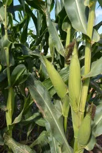 INTERNACIONAL, BRASIL: EMBRAPA lanza semilla de maíz de bajo costo para los productores