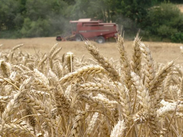INTERNACIONAL: Ucrania espera este año una menor cosecha de grano, lo que tendrá repercusión global