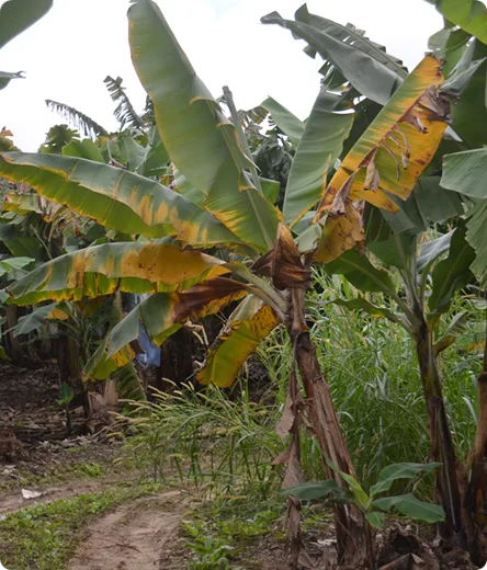INICIAN LOS ENSAYOS EN ECUADOR CON LA VARIEDAD FORMOSANA TOLERANTE A FUSARIUM RAZA 4 TROPICAL EN LA REGIÓN, VARIEDAD DE BANANO.