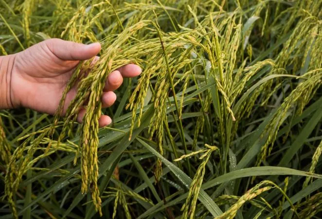Colombia exportará arroz a Cuba