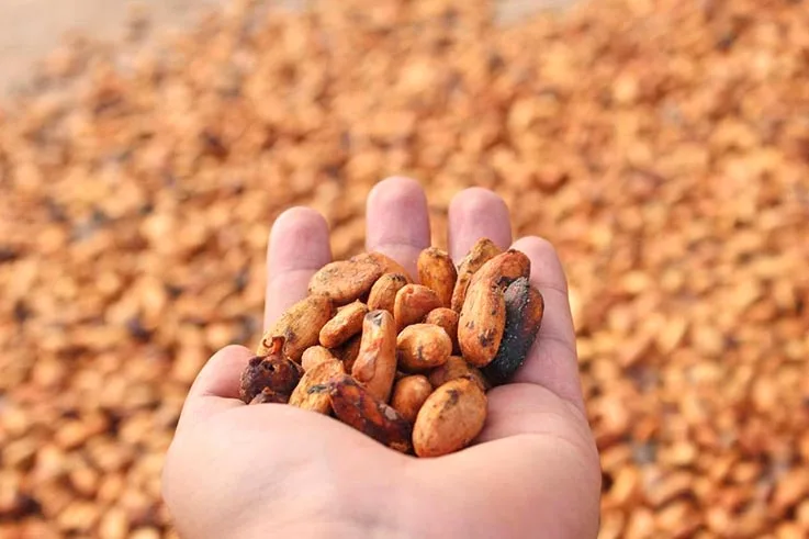 Guayaquil acoge la Cumbre del Cacao en un momento crucial para la industria ecuatoriana