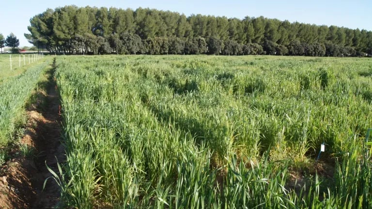 INTERNACIONAL: Un proyecto europeo investiga la forma de adaptar el trigo y la cebada a la sequía