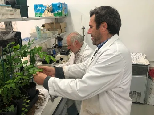 INFORME TÉCNICO: Identifican factores que aumentan la supervivencia de las plantas de arándano